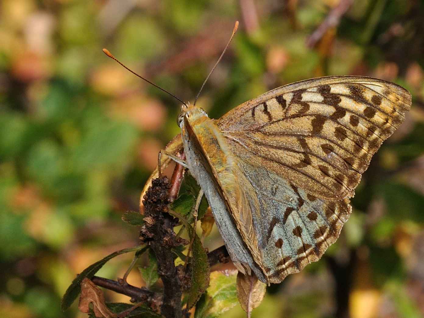 Nymphalidae - Argynnis pandora ?